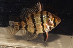 Blackbanded Sunfish photo 2