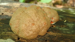 Reticularia splendens