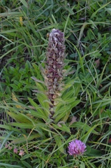 Campanula thyrsoides