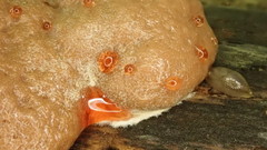 Reticularia splendens