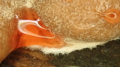 Reticularia splendens