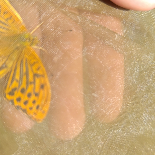 Silver-washed Fritillary