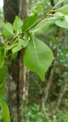 Turraea rostrata
