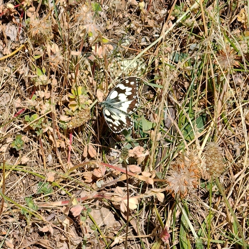 Marbled White