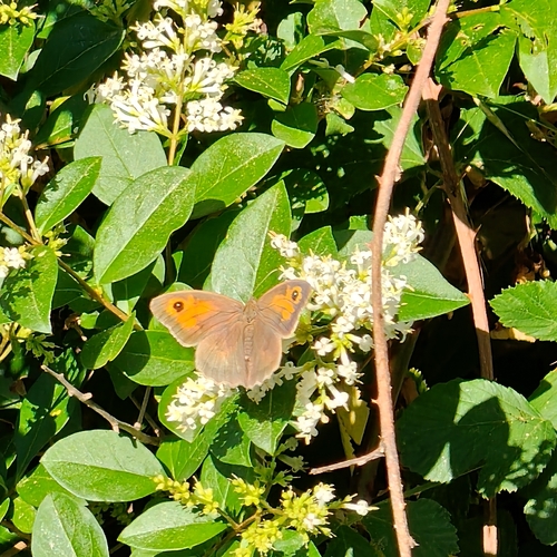 Meadow Brown