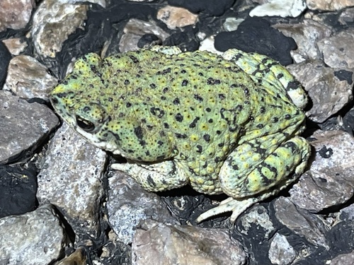 Chihuahuan Green Toad