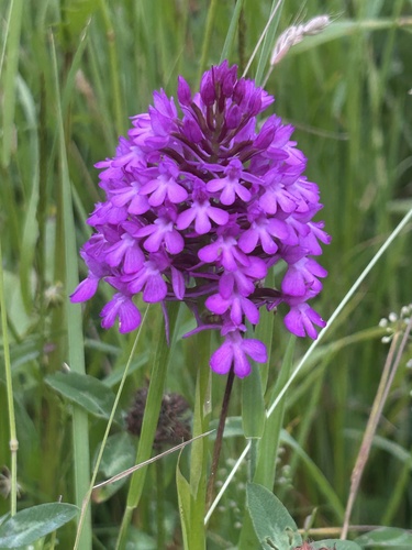 pyramidal orchid