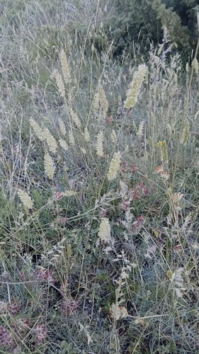 Koeleria vallesiana, 2026-06-12