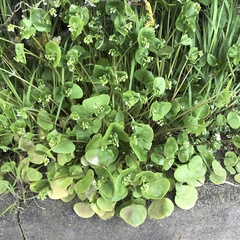 Claytonia perfoliata