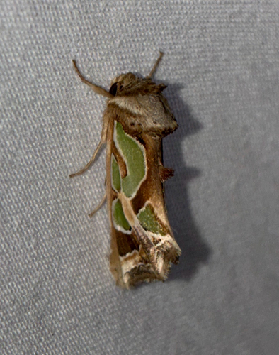 Green-blotched Moth