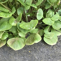 Claytonia perfoliata