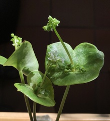 Claytonia perfoliata