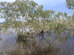 Melaleuca cajuputi