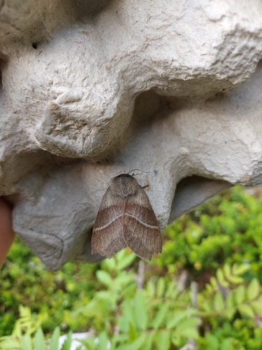 Fox Moth