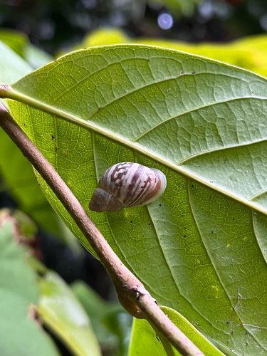 Eua zebrina observed 2026-06-11