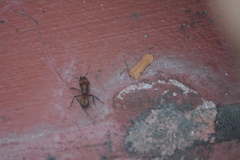 Acromyrmex octospinosus