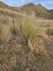 Chionochloa rigida