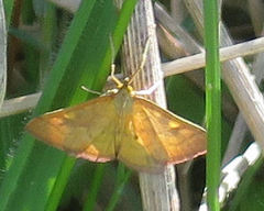 Mnesictena flavidalis
