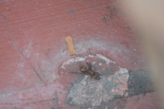 Acromyrmex octospinosus