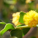 Acacia monticola