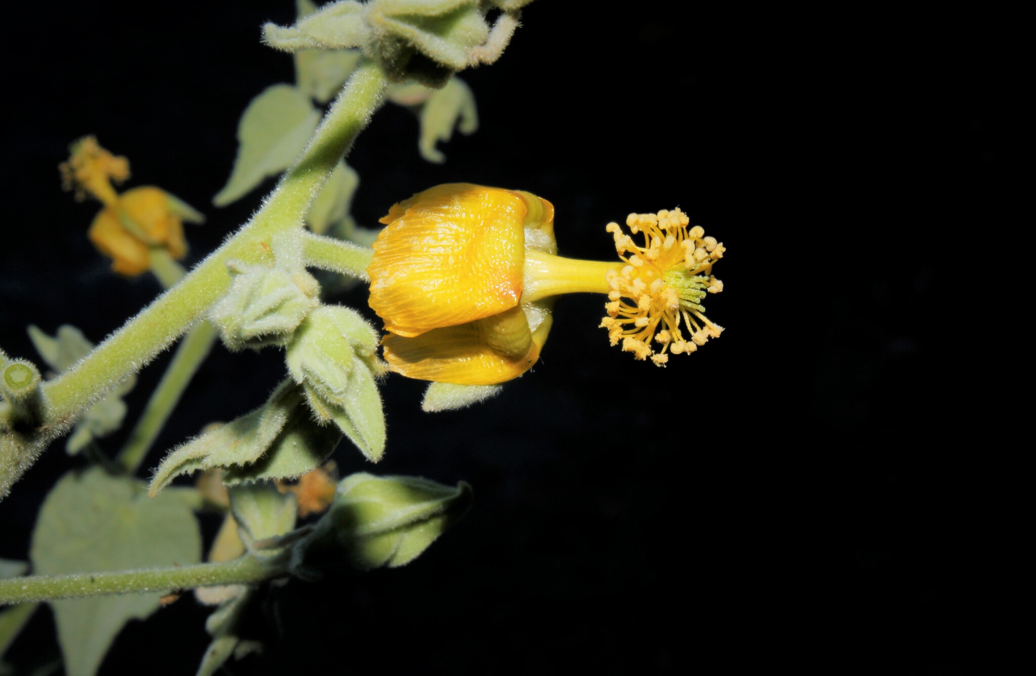 Abutilon giganteum (Jacq.) Sweet