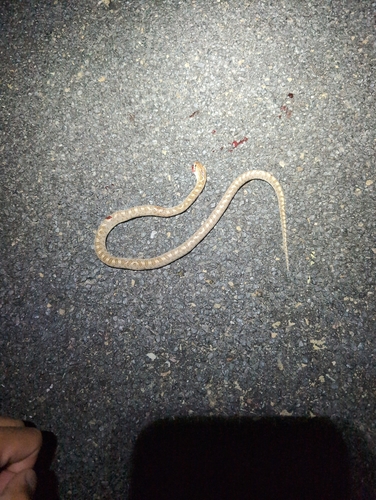 Western Glossy Snake