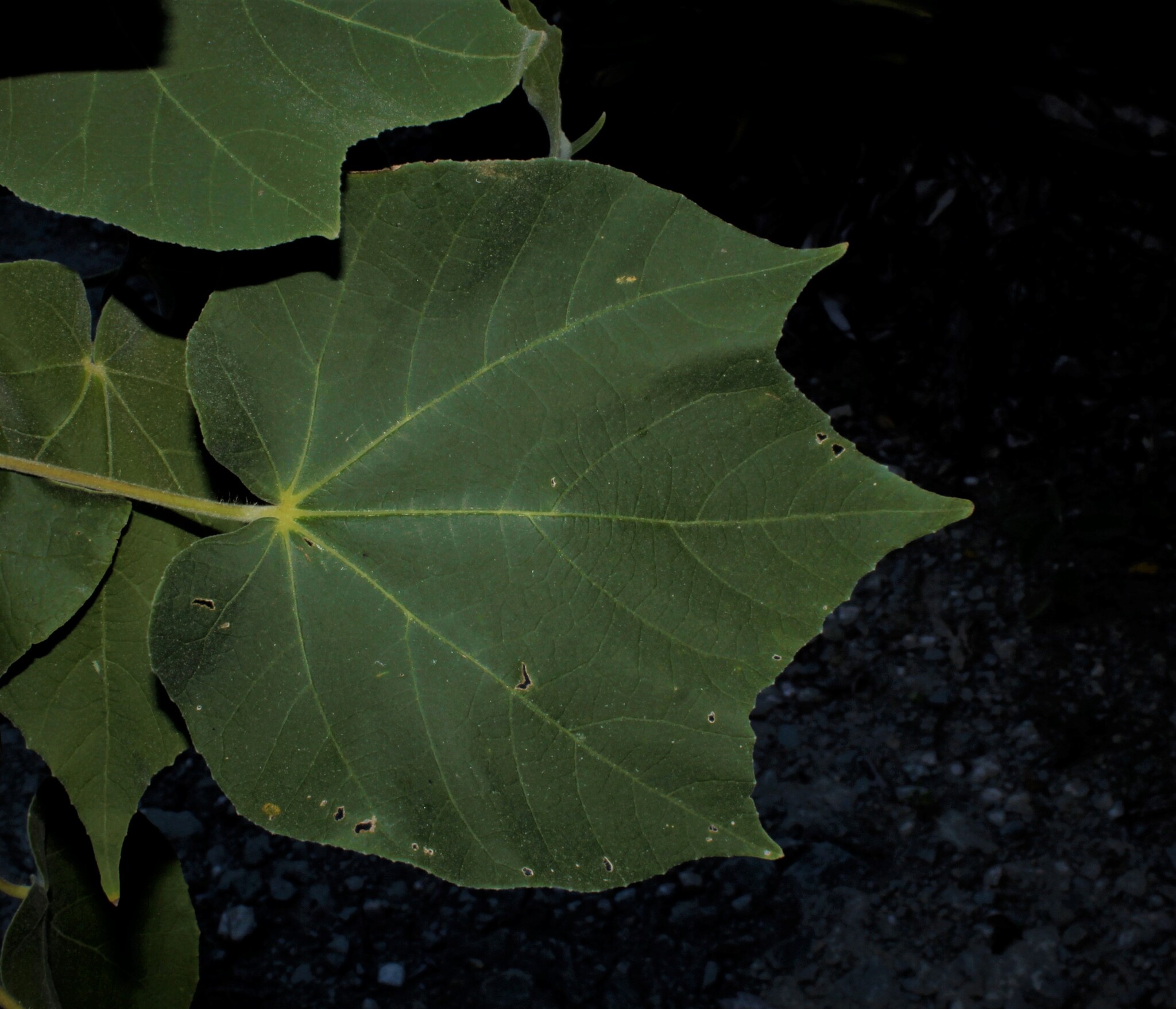 Abutilon giganteum (Jacq.) Sweet 2