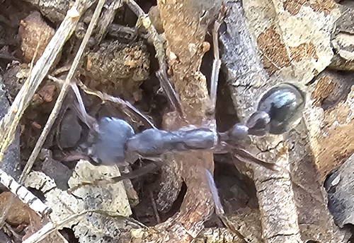 Inch Ant