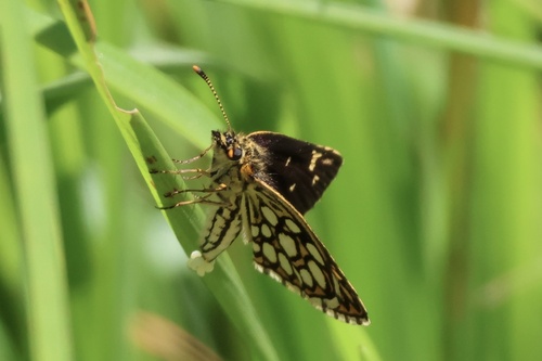Large Chequered Skipper