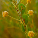 Acacia monticola