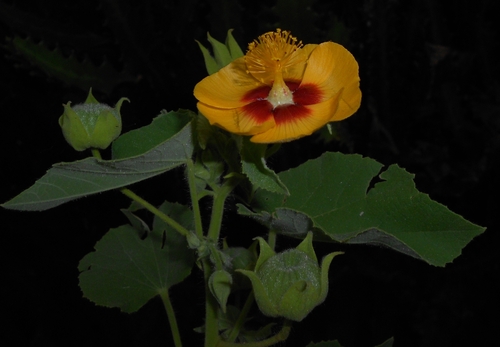 Abutilon hirtum, photograph 2