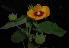Abutilon hirtum, photograph (c) J. L. Gómez-Hechavarría, some rights reserved (CC BY)