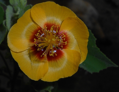 Abutilon hirtum, photograph 1