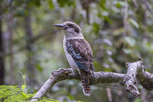 Laughing Kookaburra