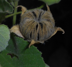 Abutilon hirtum