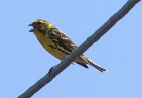 European Serin