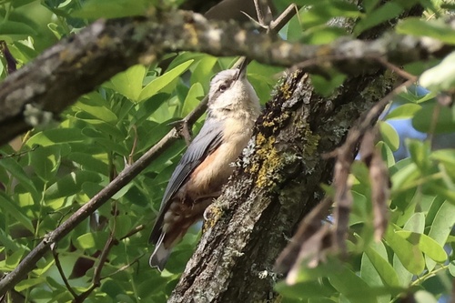 Eurasian Nuthatch
