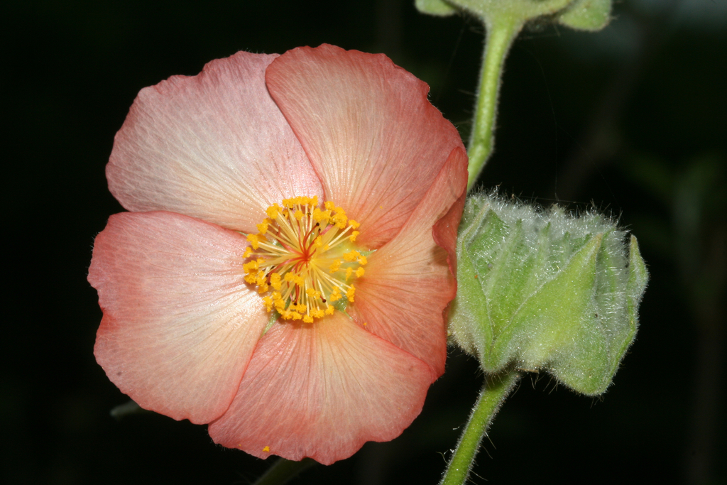 Abutilon hulseanum; photograph (c) J. L. Gómez-Hechavarría, some rights reserved (CC BY)