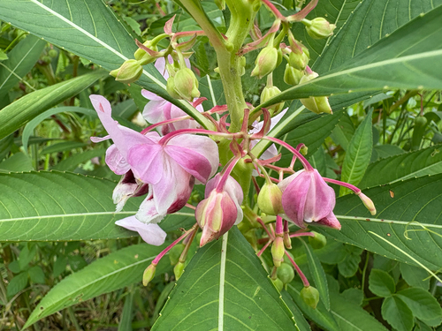Hydrocera triflora, photograph 1