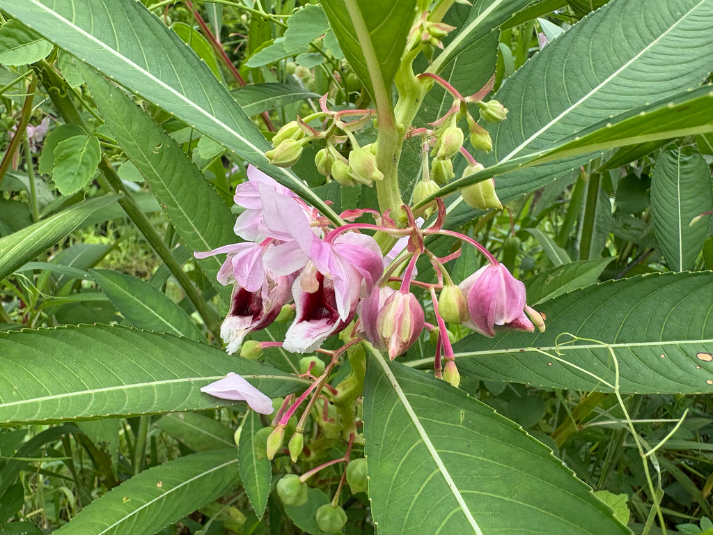 Hydrocera triflora (Hydrocera triflora)