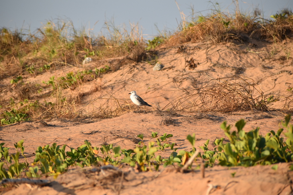 Australian Silver Gull