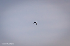 Chordeiles acutipennis