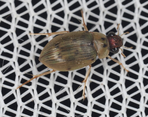 Berosus