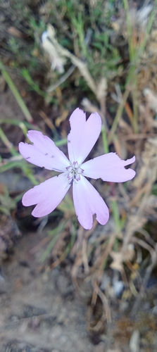 Rose silene