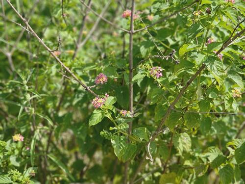 common lantana