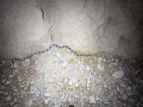Trans-pecos Ratsnake