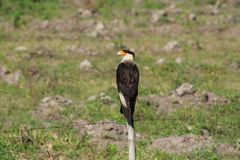 Caracara plancus
