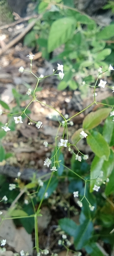 Galium scabrum