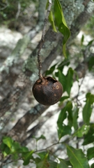 Humbertioturraea malifolia