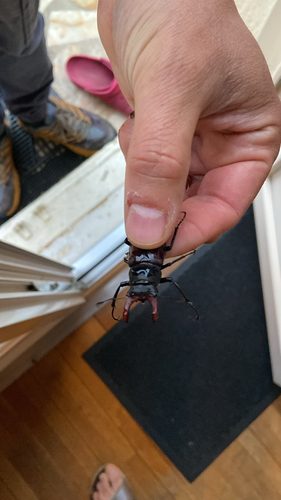 European Stag Beetle